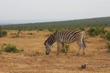 Zebra Südafrika
