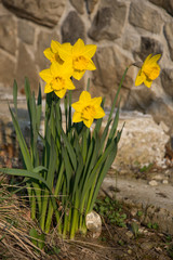 Amazing Yellow Daffodils flower
