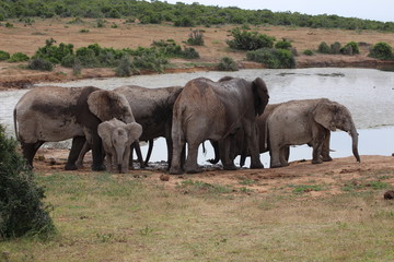 Fototapeta na wymiar Elefanten Südafrika