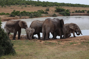 Fototapeta na wymiar Elefanten Südafrika