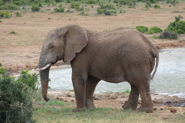 Elefanten S&uuml;dafrika