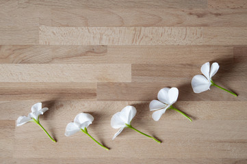 white flowers on wooden background
