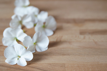 Fototapeta na wymiar white flowers on wooden background