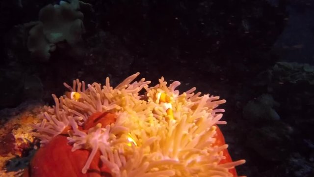 Clown Fish in Anemonea