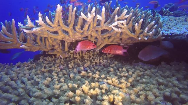 Papua New Guinea Coral Reef