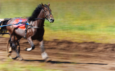 Racehorse in harness. Side view on the background of the track hippodrome.