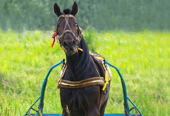 Racehorse in harness. View from the front on the background of green bright grass.