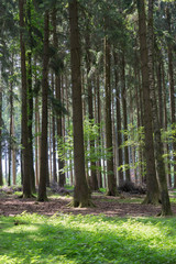 Frühlingslandschaft im Wald
