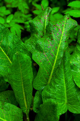 background green leaves water drops rain grass weed pink liriodendron