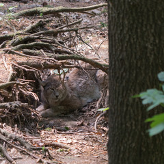 Eurasischer Luchs (Lynx Lynx) im Wald