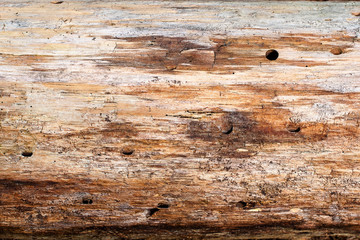 Textured and cracked wood grain of a tree ~GRAIN~