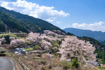 桜集落からの眺め
