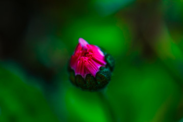 Macro View of Wildflower Daisy in early spring time, Bellis Perennis.