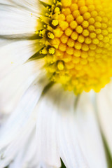Macro View of Wildflower Daisy in early spring time, Bellis Perennis.