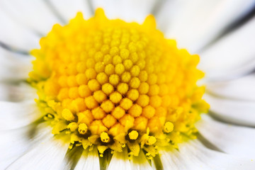 Macro View of Wildflower Daisy in early spring time, Bellis Perennis.