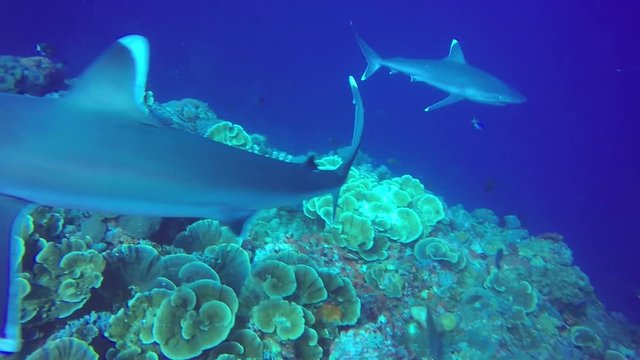 Silver Tip Reefs Sharks Papua New Guinea