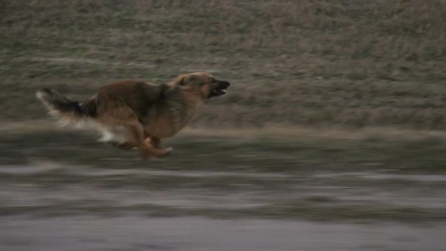 small cute dog running on the road. slow mo shot