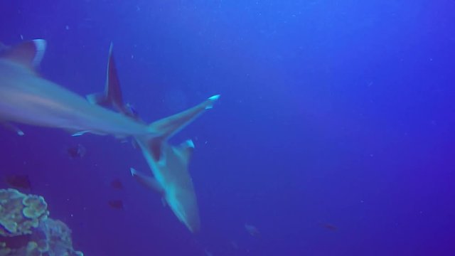 Silver Tip Reefs Sharks Papua New Guinea