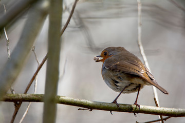 little robin eating pellete from a branch