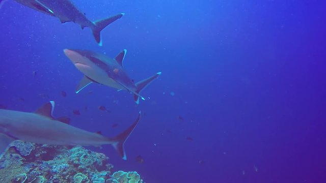 Silver Tip Reefs Sharks Papua New Guinea