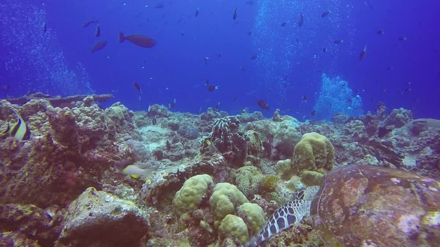 Sea Turtle on Coral Reef Papua New Guinea