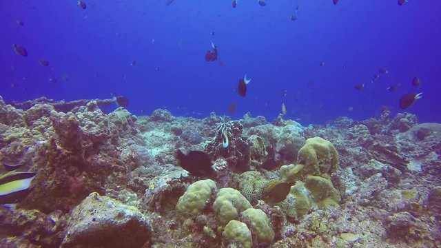Tropical Fish on Coral Reef in Papua New Guinea