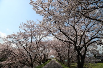 Fototapeta premium 高田川 箸尾の桜並木