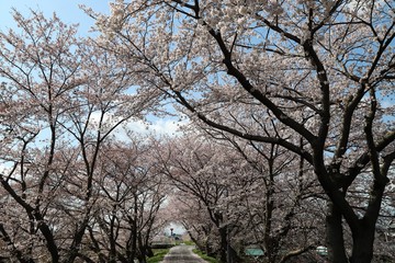 高田川　箸尾の桜並木