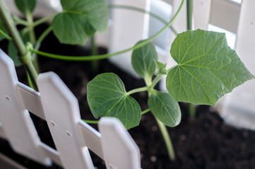 seedling of cucumbers in a pot