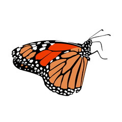 Mariposa monarca vista lateral
