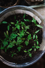 seedlings in peat pots.Baby plants seeding, black hole trays for agricultural seedlings.The spring...