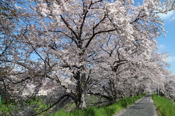 Fototapeta premium 高田川 箸尾の桜並木