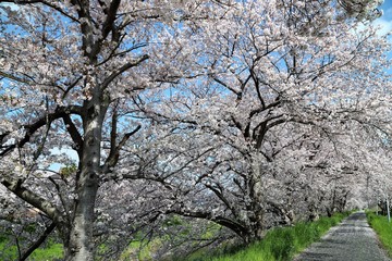 高田川　箸尾の桜並木