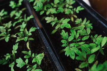 seedlings in peat pots.Baby plants seeding, black hole trays for agricultural seedlings.The spring...
