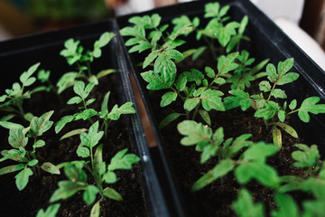 seedlings in peat pots.Baby plants seeding, black hole trays for agricultural seedlings.The spring...