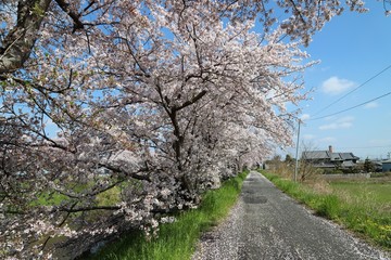 高田川　箸尾の桜並木