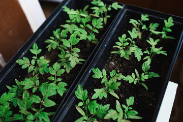 seedlings in peat pots.Baby plants seeding, black hole trays for agricultural seedlings.The spring...