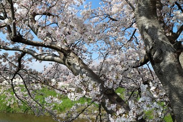 高田川　箸尾の桜並木