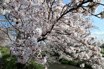高田川　箸尾の桜並木