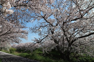 高田川　箸尾の桜並木