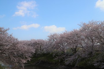 高田川　箸尾の桜並木