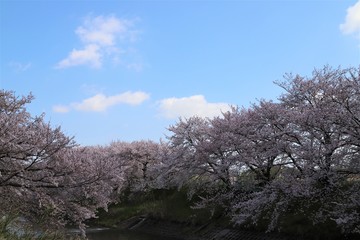 高田川　箸尾の桜並木