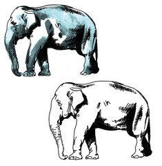 Indian elephant. Drawing by hand in vintage style. Texture watercolor paint.