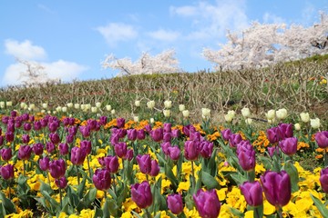 馬見丘陵公園の春景色