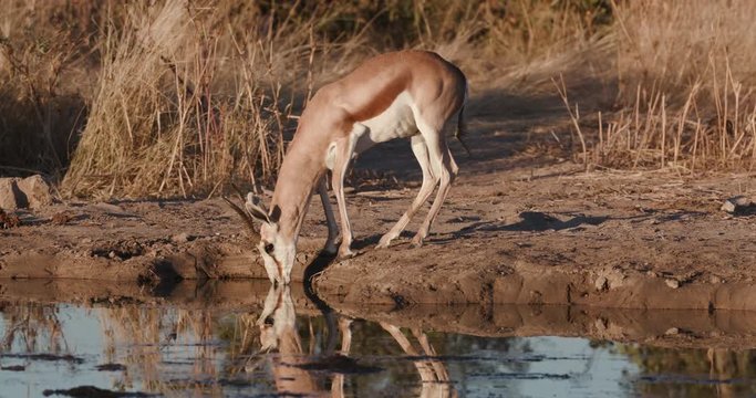 4K close-up view of a male springbuck drinking at the edge of a waterhole, Etosha National Park, Namibia