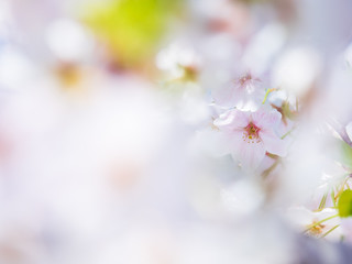 Fototapeta premium 桜イメージ bokeh