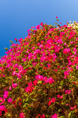 Blossoming bougainvillea plant growing in the garden