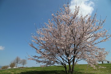 Fototapeta na wymiar 馬見丘陵公園の春景色