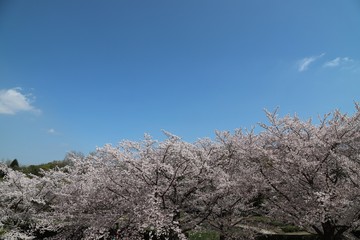 馬見丘陵公園の春景色