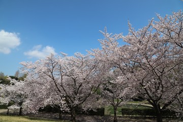 馬見丘陵公園の春景色